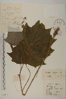 斗蓬菜藏品圖，第1張