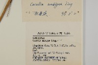 斗蓬菜藏品圖，第3張