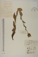 貓兒菊藏品圖，第1張