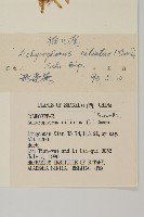 貓兒菊藏品圖，第3張