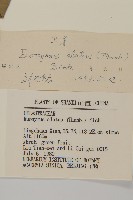 衛矛藏品圖，第3張