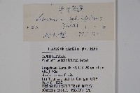 樺葉莢迷、玉山莢迷藏品圖，第2張