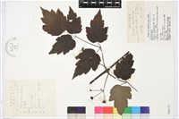 粗齒鐵線蓮藏品圖，第1張