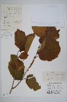 榛樹藏品圖，第1張