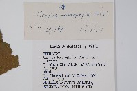 榛樹藏品圖，第2張