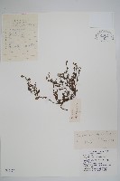 鈍萼附地菜藏品圖，第1張