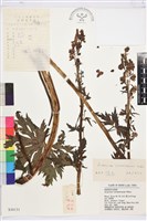 高烏頭藏品圖，第1張