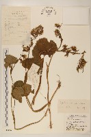 狹苞橐吾藏品圖，第1張