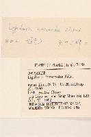 狹苞橐吾藏品圖，第3張