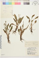 雲生毛茛藏品圖，第1張