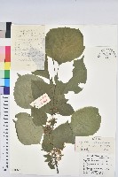 領春木藏品圖，第1張