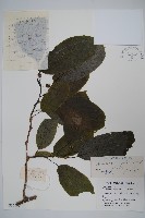 軟棗獼猴桃藏品圖，第1張