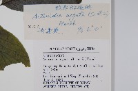 軟棗獼猴桃藏品圖，第2張