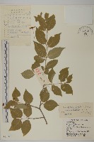 纖齒衛矛藏品圖，第1張