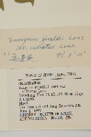 纖齒衛矛藏品圖，第3張