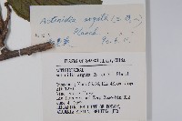 軟棗獼猴桃藏品圖，第2張