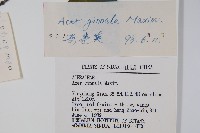 華北茶條槭藏品圖，第2張