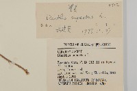 瞿麥藏品圖，第3張