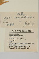 軸藜藏品圖，第3張