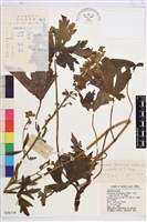 毛果吉林烏頭藏品圖，第1張