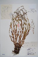 勿忘草藏品圖，第1張