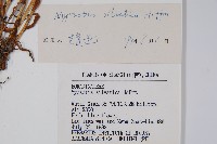 勿忘草藏品圖，第2張