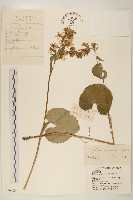 狹苞橐吾藏品圖，第1張