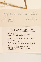 狹苞橐吾藏品圖，第3張