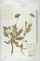 華北藍盆花藏品圖，第1張