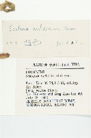 華北藍盆花藏品圖，第3張