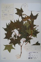 元寶楓, 地錦槭藏品圖，第1張