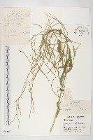 垂果南芥菜藏品圖，第1張