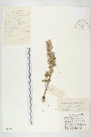 瓦松藏品圖，第1張