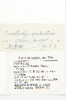 瓦松藏品圖，第3張