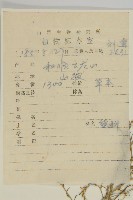 繩蟲實藏品圖，第2張