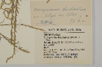 繩蟲實藏品圖，第3張