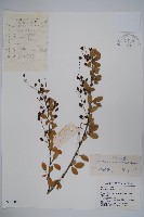 大葉小蘗藏品圖，第1張