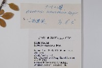 大葉小蘗藏品圖，第2張