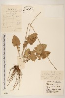 大丁草藏品圖，第1張