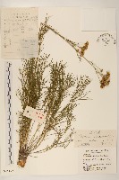 線葉菊藏品圖，第1張