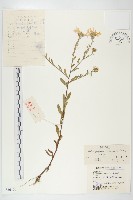 狗娃花藏品圖，第1張