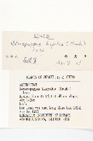 狗娃花藏品圖，第3張