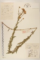 山馬蘭藏品圖，第1張