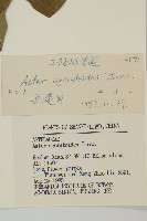 山白蘭藏品圖，第3張