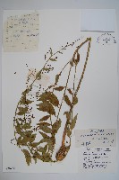 多歧沙參藏品圖，第1張