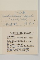 小紅菊藏品圖，第3張