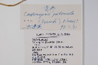 台參藏品圖，第2張