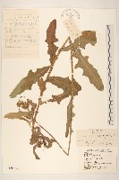 長裂苦苣菜藏品圖，第1張