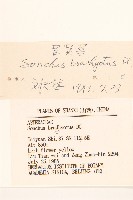 長裂苦苣菜藏品圖，第3張