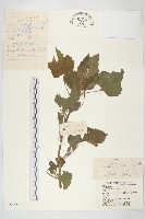 蒼耳藏品圖，第1張